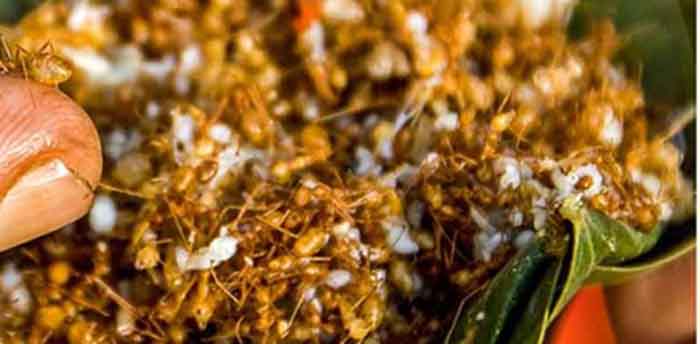 ಇಲ್ಲಿ ಕೆಂಪಿರುವೆ ಕಂಡರೆ ಬಾಯಲ್ಲಿ ನೀರೂರಿಸುತ್ತಾರೆ !